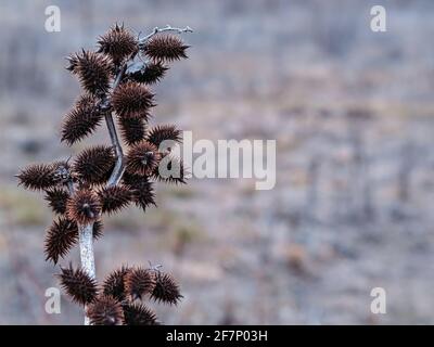 Thistle Thorn su uno sfondo sfocato. Foto Stock