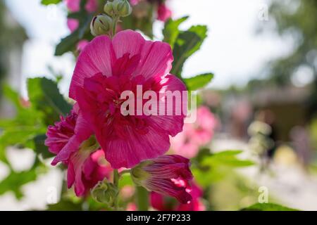 Fiori di malva color rosso cremisi con foglie verdi da vicino su uno sfondo sfocato. Foto Stock