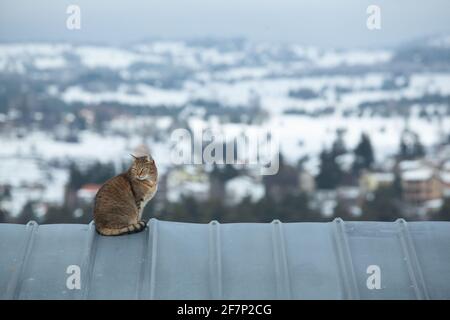 Un gatto solitario su un tetto di stagno freddo in inverno osservare il villaggio dalla cima Foto Stock