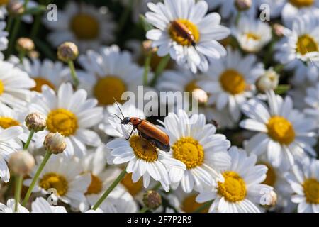 Beetle blister seduto su un bianco marguerite daisy fiore primo piano Foto Stock