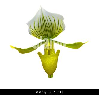 Primo piano di orchidea gialla (paphiopedilum Callosum) Foto Stock