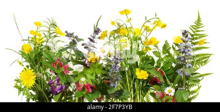 Prato selvatico fiori panorama isoladet su sfondo bianco Foto Stock