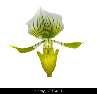 Primo piano di orchidea gialla (paphiopedilum Callosum) Foto Stock