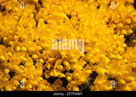 Cespuglio di gorse in fiore pieno, chiamato anche whin Scozia e furze nel sud-ovest dell'Inghilterra. Una cornice piena di fiori gialli luminosi al sole Foto Stock