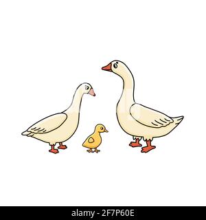 Vettore cute contorno doodle cartoon Goose Anser famiglia. Bianco maschio, femmina e giallo baby gosling. Illustrazione isolata disegnata a mano su bianco Illustrazione Vettoriale