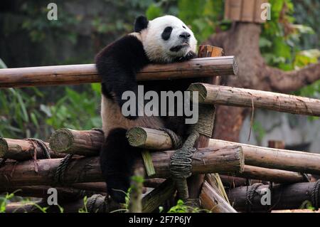 L'orso gigante del panda che prende un pisolino Foto Stock