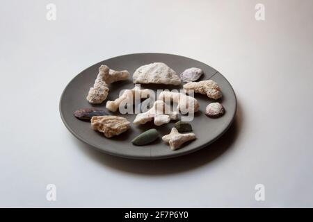 Collezione di pietre e coralli del Mar Rosso su cemento grigio piastra Foto Stock