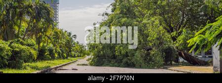 Alberi danneggiati e sradicati dopo una violenta tempesta. Gli alberi sono caduti in UN BANNER villaggio residenziale, FORMATO LUNGO Foto Stock