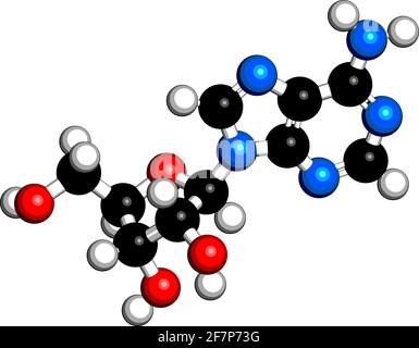 Molecola nucleosidica di adenosina (Ado) purina. Componente importante di ATP, ADP, Camp e RNA. Usato anche come farmaco. Rendering 3D. Gli atomi sono rappresentati come s. Illustrazione Vettoriale