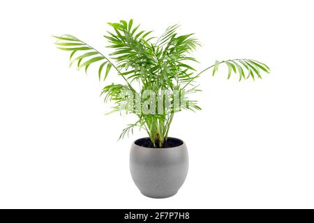 Chamaedorea elegans in vaso isolato su sfondo bianco. Pianta in vaso. Parlor Palm in vaso di fiori grigio, foglie verdi di piante domestiche Foto Stock