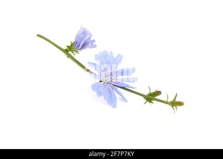 Fiore di cicoria isolato su sfondo bianco. Gambo con fiori di petalo blu brillante Foto Stock