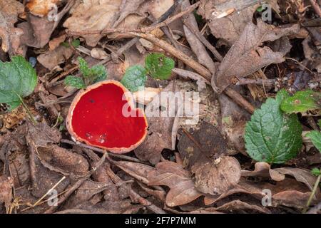 Fungo rosso, tazza di scarlatto di funghi, Sarcoscopypha austriaca. REGNO UNITO. Foto Stock