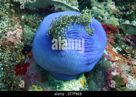 Magnifico anemone marino, Renteri anemone (Heteractis magnifica), quasi chiuso magnifico anemone marino, Indonesia, Molucche Foto Stock