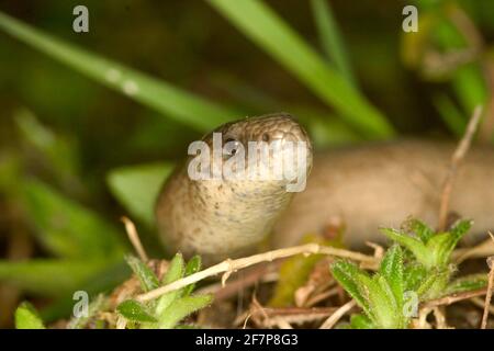 Verme lento europeo, verme bendato, verme lento (Anguis fragilis), ritratto, vista frontale, Austria Foto Stock