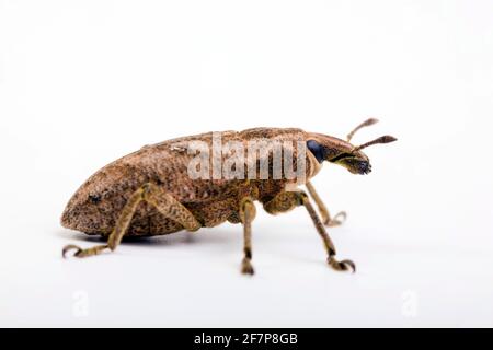 Pinzette lente, grande Thistle Weevil (Cleonis pigra, Cleonis pigra, Cleonus pigra, Cleonus Pigra), vista laterale, interruzione Foto Stock