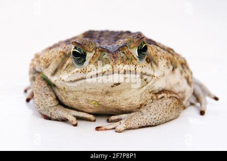 Rospo gigante, rospo marino, rospo di cane, rospo neotropico sudamericano (brofo marinus, Rhinella marina), vista frontale, ritaglio Foto Stock