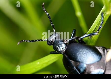 Olio scarabeo, olio nero scarabeo (Meloe prosarabeo), ritratto, Austria Foto Stock