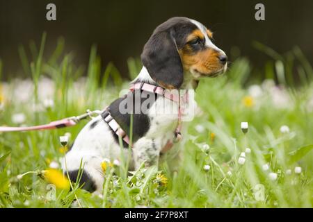 Beagle (Canis lupus F. familiaris), cucciolo schiacciato seduto in un prato fiorito Foto Stock