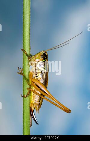 Il boscicket di Roesel (Metrioptera roeselii, Roeseliana roeselii), femmina si siede su una lama d'erba Foto Stock