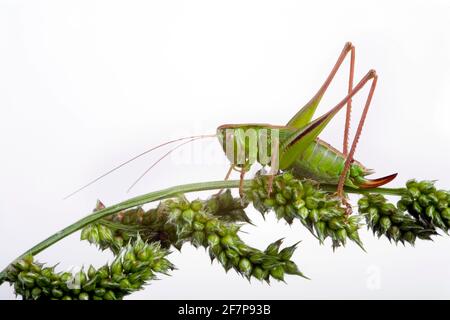 Il boscicket di Roesel (Metrioptera roeselii, Roeseliana roeselii), siede su un'infruttescenza del crus-galli di Echinochloa Foto Stock