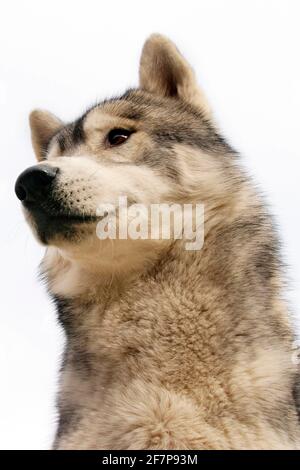 Husky siberiano (Canis lupus F. familiaris), ritratto, giovane Husky Foto Stock