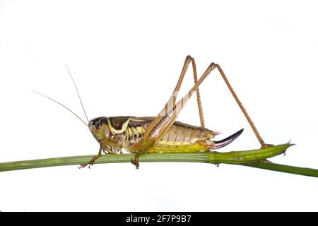 Il boscicket di Roesel (Metrioptera roeselii, Roeseliana roeselii), femmina, tagliato Foto Stock