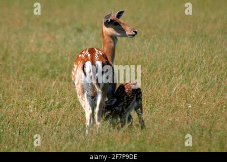 Daino (Dama dama, Cervus dama), fawn succhiando dalla madre, Austria Foto Stock