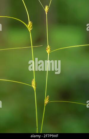 Telegiornatura (Carex remota), con inflorescenze, Germania, Baviera Foto Stock