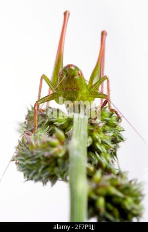 Il boscicket di Roesel (Metrioptera roeselii, Roeseliana roeselii), siede su un'infruttescenza Foto Stock