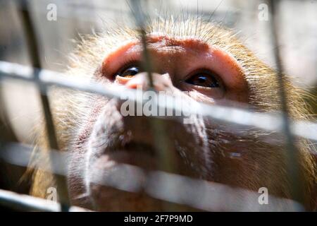 Macachi (spec. Macaca), scimmia in uno zoo Foto Stock