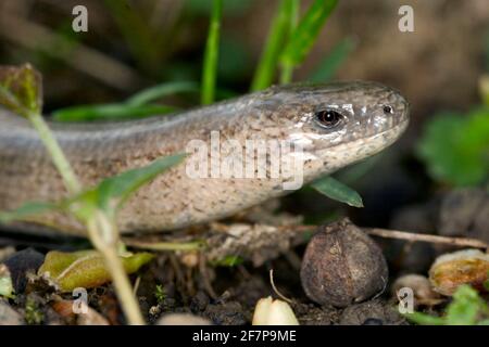 Verme lento europeo, verme bendato, verme lento (Anguis fragilis), ritratto, vista laterale, Austria Foto Stock