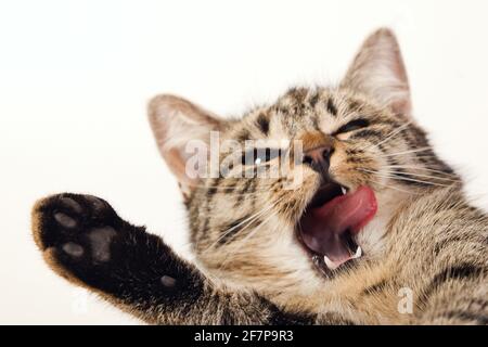 Gatto domestico, gatto della casa (Felis silvestris F. catus), gatto che sbadia Foto Stock