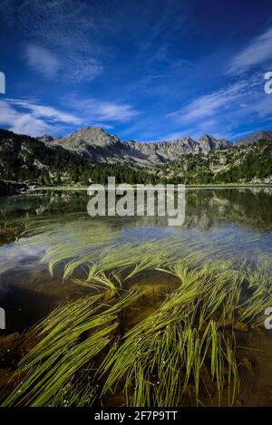 Estany primer de Pessons lago in una mattina estiva (circo di Pessons, Andorra, Pirenei) ESP: Estany primer de Pessons, una mañana de verano (Andorra) Foto Stock