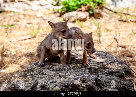 Curiosi cubici di un Jackal d'Oro (Canis aureus), chiamati anche il gioco di Jackal Asiatico, Orientale o comune vicino al loro den. Fotografato in Israele nel mese di giugno Foto Stock