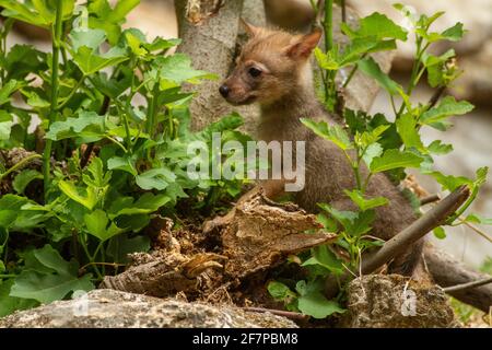 Curiosi cubici di un Jackal d'Oro (Canis aureus), chiamati anche il gioco di Jackal Asiatico, Orientale o comune vicino al loro den. Fotografato in Israele nel mese di giugno Foto Stock
