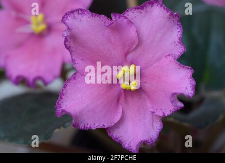Primo piano di violetti rosa fioriscono su uno sfondo sfocato. Foto Stock
