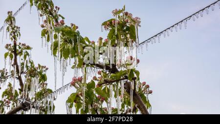 Fiori di mela ricoperti di uno strato di ghiaccio frizzante. Stalattiti di ghiaccio sulle piante di mela dopo l'annaffiatura che impedisce il congelamento del fiore Foto Stock