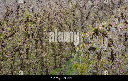 Fiori di mela ricoperti di uno strato di ghiaccio frizzante. Stalattiti di ghiaccio sulle piante di mela dopo l'annaffiatura che impedisce il congelamento del fiore Foto Stock