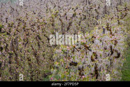 Fiori di mela ricoperti di uno strato di ghiaccio frizzante. Stalattiti di ghiaccio sulle piante di mela dopo l'annaffiatura che impedisce il congelamento del fiore Foto Stock