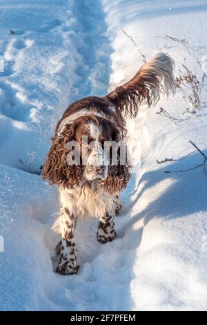 Un bel cane da caccia inglese springer spaniel corre su un campo innevato Foto Stock