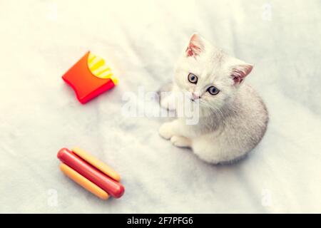Gattino bianco giace sul letto con hot dog e patatine fritte. Concetto di stile di vita povero - immobilità e abitudini alimentari malsane. San Pietroburgo - 8 aprile 2021 Foto Stock