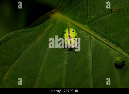 Scarabeo di conchiglia tartaruga verde indiana, Chiridopsis bipunctata, Kudremukh Wildlife Sanctuary, Karnataka India Foto Stock