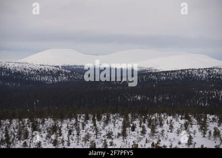 Pallas in primavera, Parco Nazionale Pallas-Yllästunturi, Muonio, Lapponia, Finlandia Foto Stock