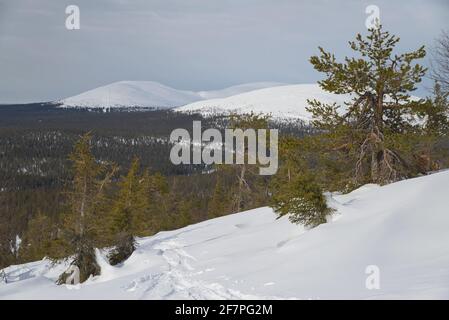 Pallas in primavera, Parco Nazionale Pallas-Yllästunturi, Muonio, Lapponia, Finlandia Foto Stock