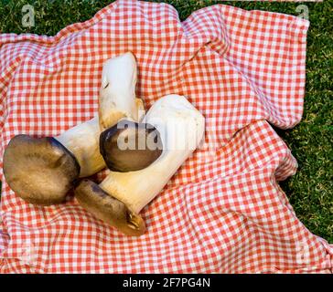 Funghi porcini. Funghi naturali crudi giacenti su tovagliolo da cucina su erba. Immagine stock Foto Stock