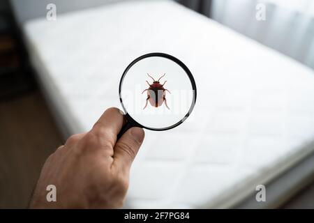 Parassita infestato biancheria sporca in camera da letto a casa Foto Stock