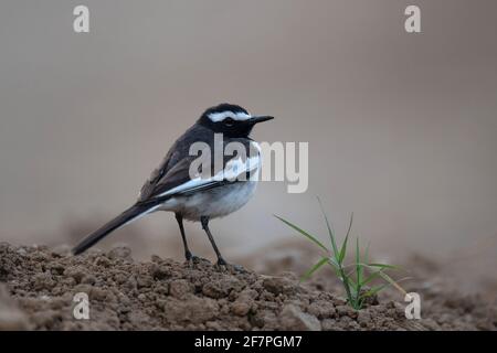 Wagtail bianco bruno, Motacilla maderaspatensis, Bokaro acciaio città, Jharkhand, India Foto Stock