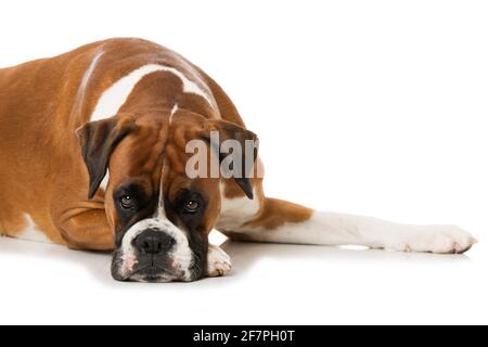 Cane da boxe adulto isolato su sfondo bianco Foto Stock