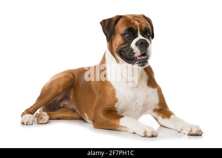 Cane da boxe adulto isolato su sfondo bianco Foto Stock