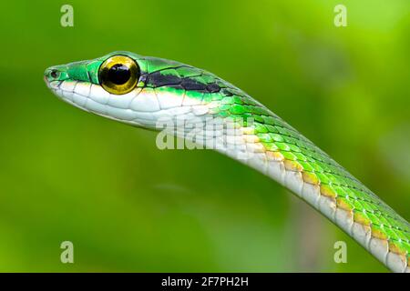 Serpente di pappagallo, serpente di pappagallo satinato, depressirostris di Leptophis, foresta tropicale, Parco Nazionale di Corcovado, Area di conservazione di Osa, Penisola di Osa, costo Foto Stock